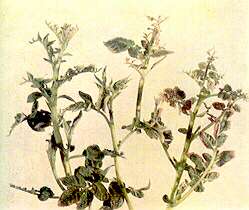 Potato Shoots - Calcium deficiency 