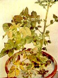 Potato Plant - Iron and Potassium deficiencies 