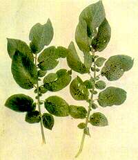 Potato Leaves - Manganese deficiency 