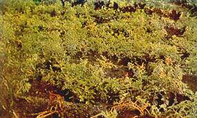 Potato Plants - Manganese deficiency