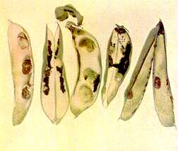 Broad Bean Pods and Seeds - Calcium deficiency 