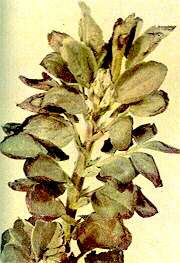 Broad Bean Shoot - Potassium deficiency 