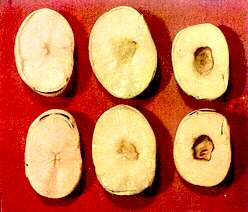 Broad Bean Seeds - Manganese deficiency 