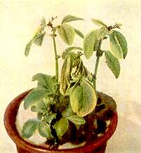 Broad Bean Plants - Boron deficiency 
