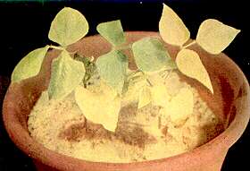 Dwarf (French) Bean Plants - Nitrogen deficiency 