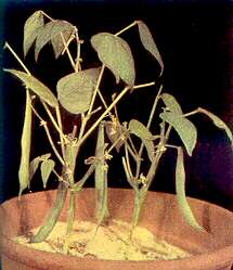 Dwarf Bean Plants - Phosphorus deficiency 