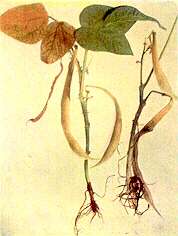 Dwarf Bean Plants - Calcium deficiency 