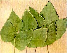 Runner Bean Leaves - Calcium deficiency 