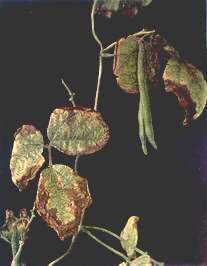Runner Bean Foliage - Potassium deficiency 