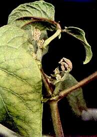 Runner Bean Stem and Leaves - Boron deficiency 