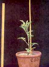 Potato Plant in Sand Culture 