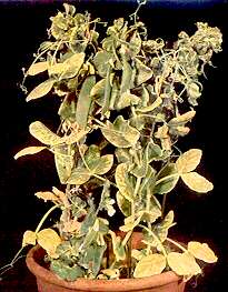 Pea Plants - Potassium deficiency 