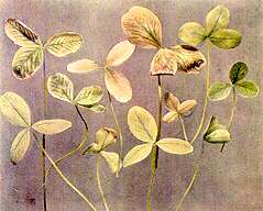 Red Clover Leaves - Iron deficiency