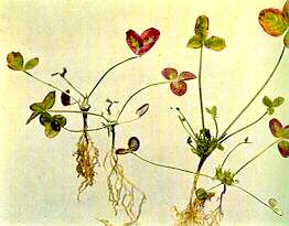 Red Clover Plants - Boron deficiency 