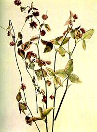 White Clover Shoots - Calcium deficiency 