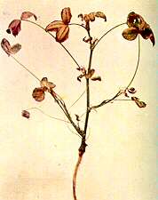 White Clover Plant - Boron deficiency 