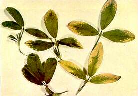 Lucerne Leaves - Potassium deficiency 