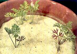 Carrot Plants - Nitrogen deficiency 