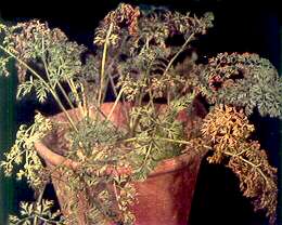 Carrot Plants - Potassium deficiency 