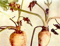 Parsnip Plants - Boron deficiency 