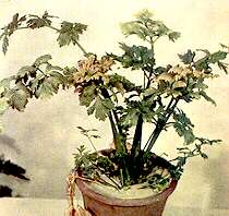 Celery Plant - Potassium deficiency 