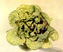 LETTUCE PLANT - Calcium deficiency 