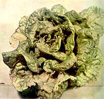 LETTUCE PLANT - Magnesium deficiency 