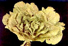 LETTUCE PLANT - Manganese deficiency 