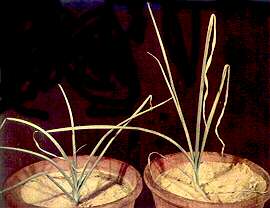 Leek Plants - Nitrogen and phosphorus deficiencies 