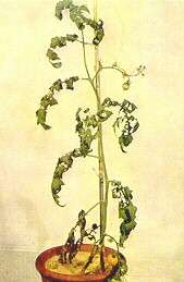 TOMATO PLANT - Phosphorus deficiency 