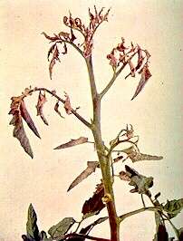 TOMATO STEM - Calcium deficiency 