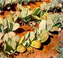Plate 26 - Cauliflower Seedlings - Tinting of older leaves. 
Magnesium Deficiency 
Older leaves high yellow, red and purple tints.  