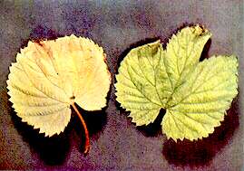 Hop Leaves - Nitrogen deficiency 