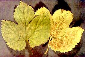 Hop Leaves - Phosphorus deficiency 