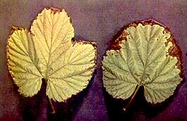 Hop Leaves - Potassium deficiency 