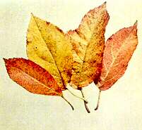 Apple Leaves - Nitrogen deficiency 