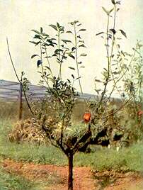 Apple Tree - Magnesium deficiency 