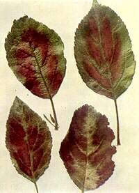 Apple Leaves - Magnesium deficiency 