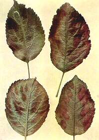 Apple Leaves - Magnesium deficiency