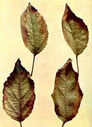 Apple Leaves - Potassium deficiency 