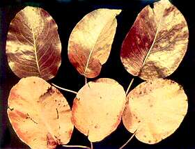Pear Leaves - Nitrogen deficiency 