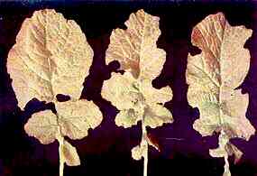 Swede Leaves 