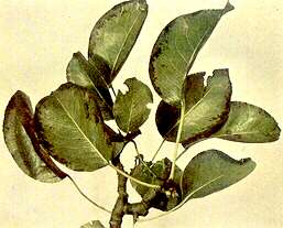 Pear Folliage - Potassium deficiency 