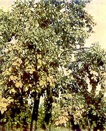 Plum Tree - Iron deficiency 