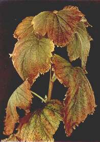 Black Current Folliage - Potassium deficiency 