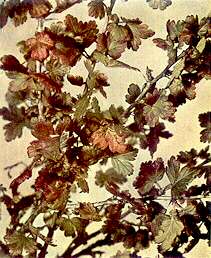 Gooseberry Foliage - Phosphorus deficiency 