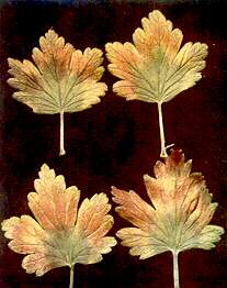 Gooseberry Leaves - Magnesium deficiency 