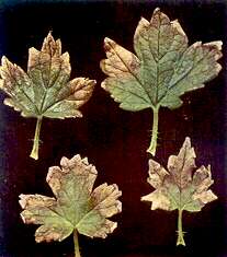 Gooseberry Leaves - Potassium deficiency 