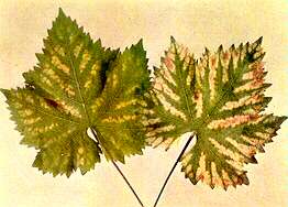 Vine Leaves - Magnesium deficiency 