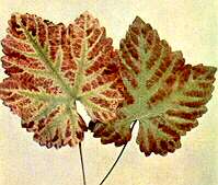 Vine Leaves - Magnesium deficiency 